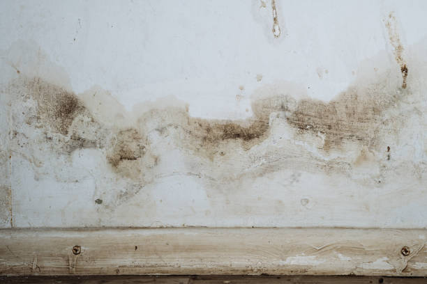 Best Black Mold Removal  in Mars, PA